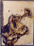 img_2_thum.jpg (10847 bytes)